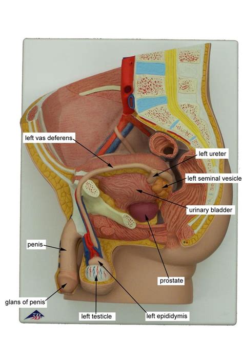 Male Anatomy Diagram Male Reproductive System Diagram Exatin Info The Human Digestive