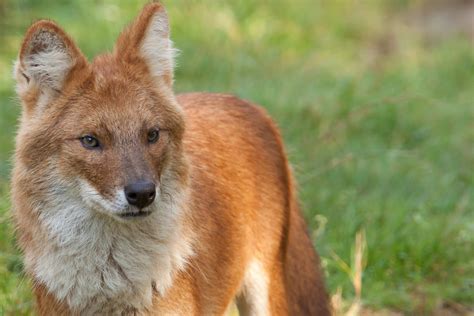 Dhole Definition And Meaning Collins English Dictionary