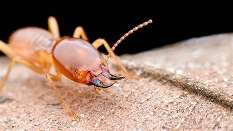 What Attracts Termites To Your Commercial Property? - GC Pest Control