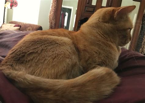Orange Cat With Fluffy Tail Breed Rtkrockytopkid