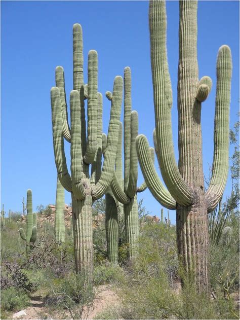 Saguaro Cactus A Protected Species The Sonora Desert In Tucson Az