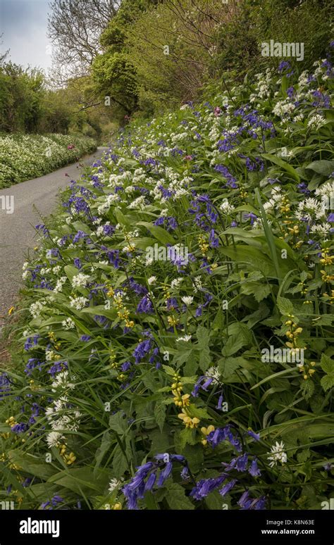 Beautiful Flowery Roadside Verge In Spring With Bluebells Wild Garlic