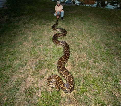 18 Foot Python Captured In Florida Everglades