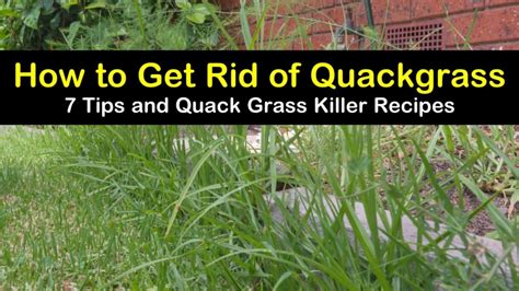 More images for how to get rid of crabgrass » 7 Easy Ways to Get Rid of Quackgrass