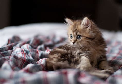 Cat cute kitten pet animal feline domestic cat portrait mammal adorable. This Is The World's Cutest Kitten, According To The ...