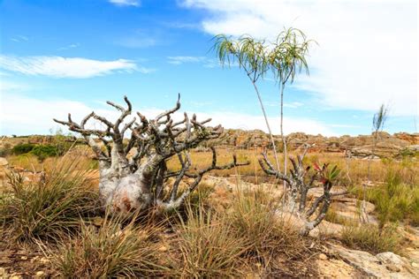 African Plants In A Rough Rocky Grassland Landscape Stock Image Image