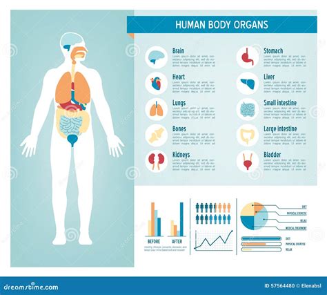 Human Body Infographics Vector Illustration 57564480