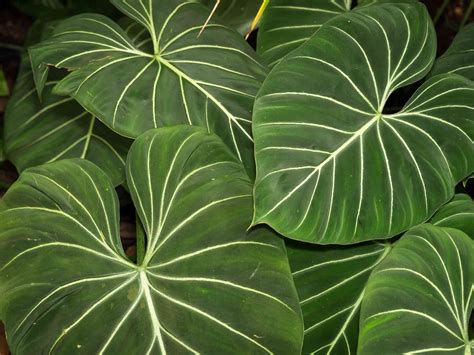 13 Big Leaf Houseplants That Make A Statement Philodendron Pflanzen