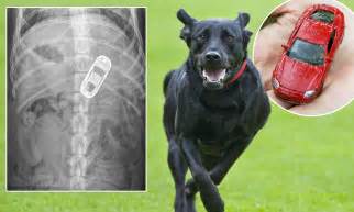 Two pediatricians share their advice and expertise. The dog that ate a big cat: Indie the black labrador ...