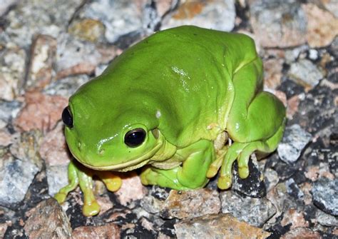 Australian Green Tree Frog Facts And Pictures
