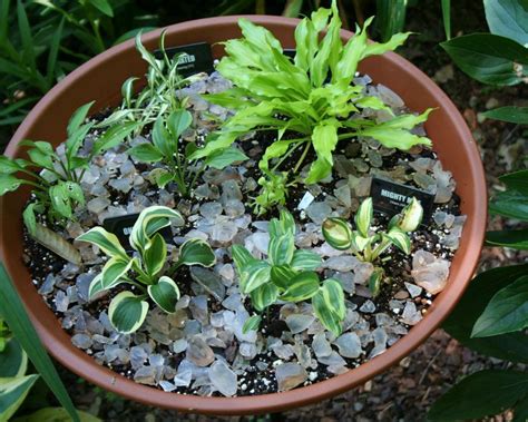 Growing Hostas In Pots Is A Great Way To Use These Easy
