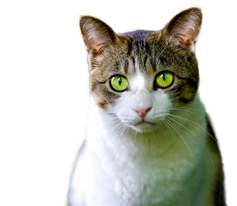 Gato Aislado Felino Foto Gratis En Pixabay