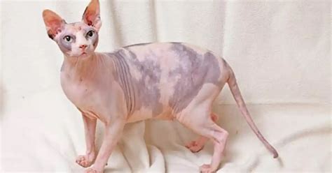 Sphynx Cat Breed Information And Advice Your Cat