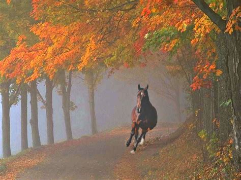 Autumn Horse Pictures Wallpaper Wallpapersafari