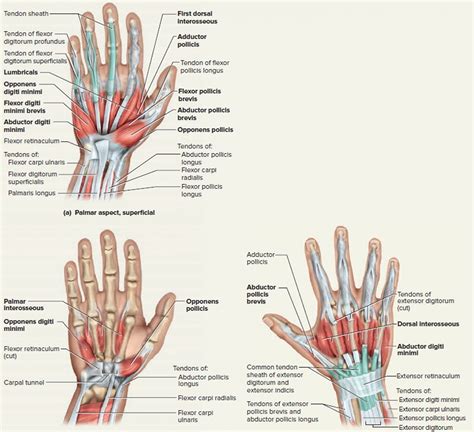 Learn the origin/insertion, functions & exercises for the leg muscles. Hand Tendons Diagram — UNTPIKAPPS