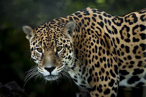 Arti Mimpi Jaguar Macan Tutul Ganas | Paramimpi | Paranormal Mimpi