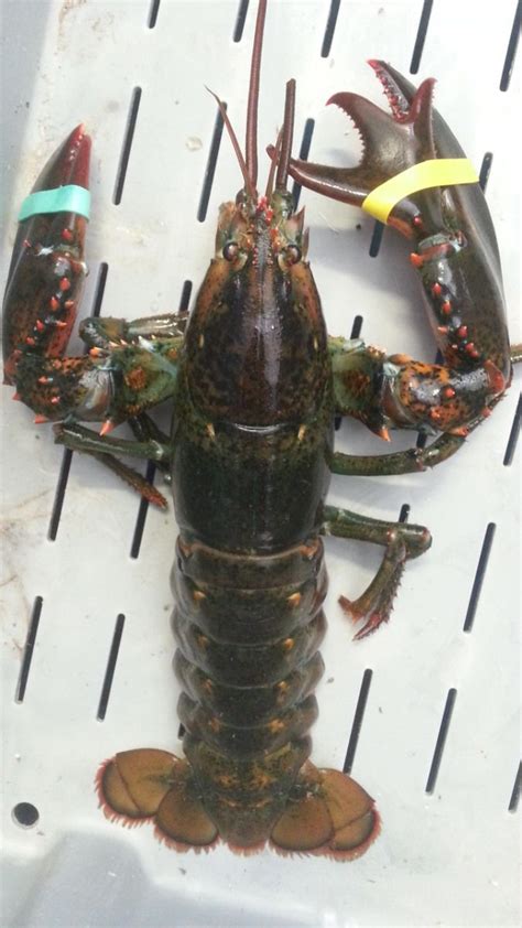Quadruple Pincer Lobster Landed At Captain Joe And Sons 52414 Joe Son
