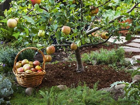 Types Of Fruit Trees You Can Definitely Grow In Your Garden On Your Own