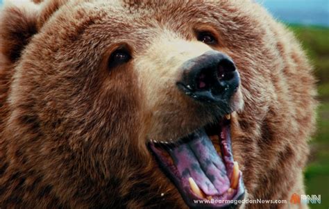 Bear Cant Stop Laughing At Your Apocalyptic Election Posts On Social Media