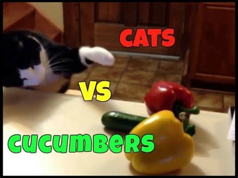 Cats Scared Of Cucumbers Funny Cat Videos Gatos Vs Pepinos