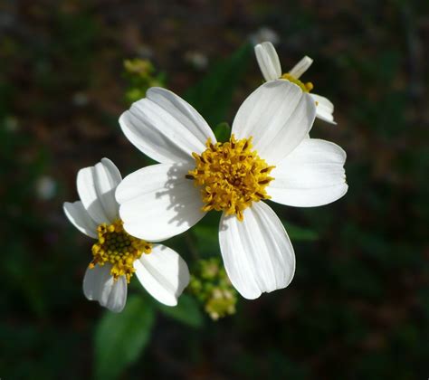 An updated review on bidens pilosa l. 20 Seeds Spanish Needles Bidens Pilosa - Other Seeds & Bulbs
