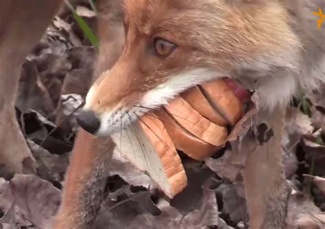 Video This Fox In Chernobyl Makes A Better Sandwich Than You Outdoorhub