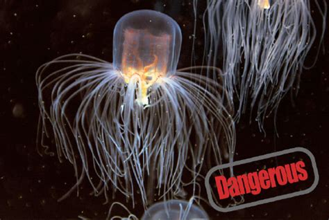 The Most Dangerous Creatures In The Ocean Box Jellyfish