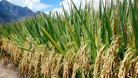 نوع من انواع الارز (ar); Rice Farming Information Guide | Asia Farming