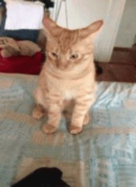 The pic is really nice and funny; Party Cat GIFs - Find & Share on GIPHY
