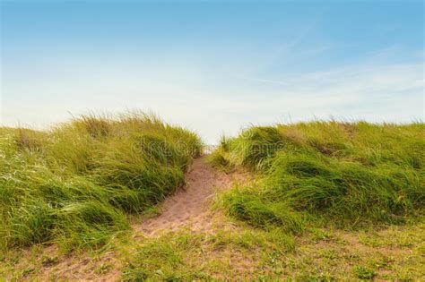 Sand Path Over Dunes With Beach Grass Stock Photo Image Of Path