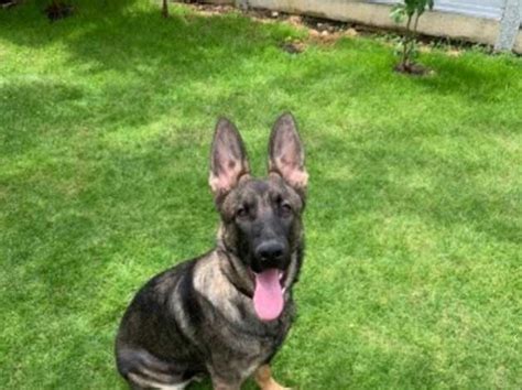 Sable 6 Month Old Puppy In London On Freeads Classifieds German