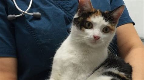 Cat Survives 125 Mile Journey From Birmingham To London Hidden In Car Engine Itv News Central