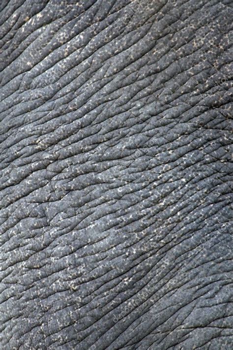 Wrinkled Elephant Skin — Stock Photo © Nataliglado 2544307