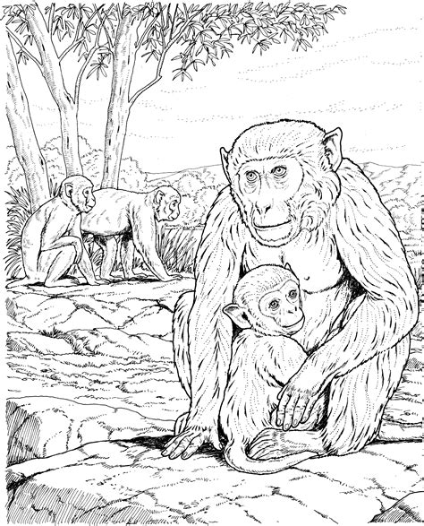 Since your kid is still young, you can actually allow her to color people and animals who are young as well. Primate Coloring Pages