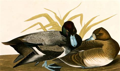 Audubons Iconic Birds Audubon