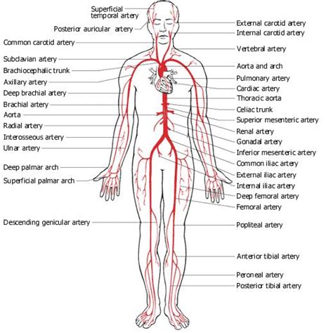 We did not find results for: Dr Will McCarthy's Science Site: Major Arteries and Veins ...