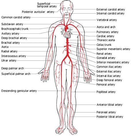 Solved use the following terms to correctly label the free heart diagram unlabeled download free clip art free clip. Dr Will McCarthy's Science Site: Major Arteries and Veins ...