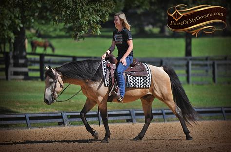 Excellent delivery available make / manufacturer: 014-Ranger-Buckskin-Quarter-Horse-Gelding-For-Sale | Horse of My Dreams