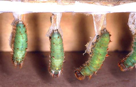 What Is A Pupa A Pupa Is A Stage Between A Larva And A Winged Insect