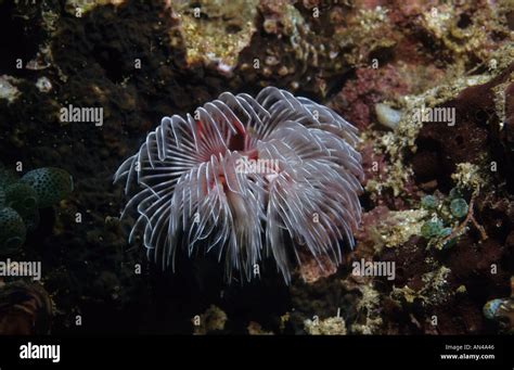 Feather Duster Worm Calcareous Tube Worm Serpulidae Spp Philippines