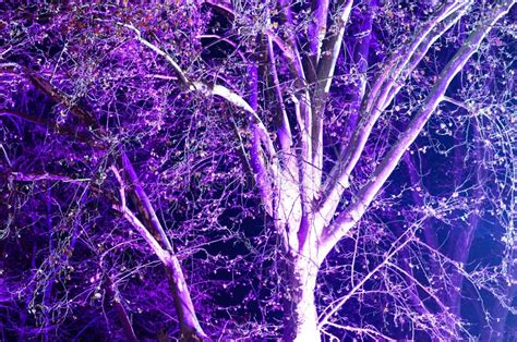 Close Up Of Bright Purple Light On Tree Stock Photo Image Of Outdoors