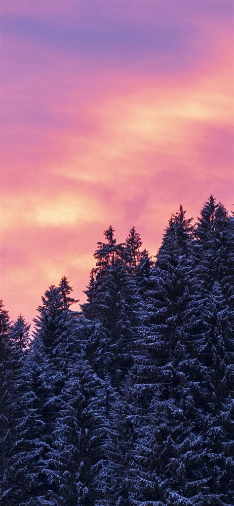 Download 1125x2436 Wallpaper Afterglow Sunset Trees Winter Iphone X