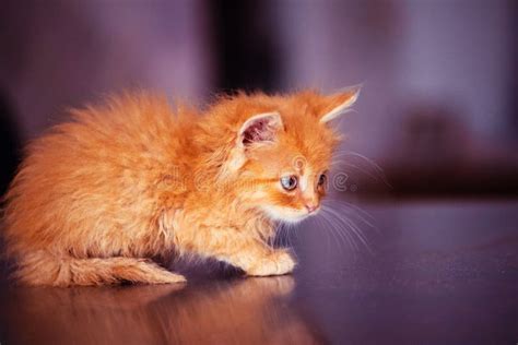Cute Little Red Kitten With Amazing Blue Eyes Beautiful Portrait Stock