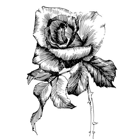 Rose Ink drawing flowers stock vector. Illustration of ... You can also do it in front of people, if you like, they will be.