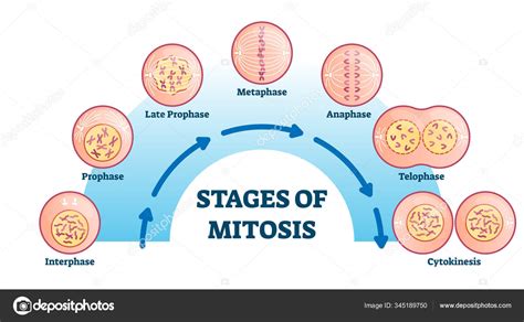 Stages Of Mitosis Vector Illustration Diagram Vektorgrafik