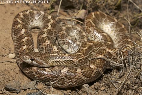 Glossy Snake Phoenix Zoo Arizona Trail · Inaturalist