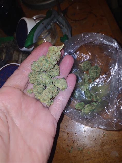 Purple Ghost Marijuana Strain Information & Reviews | AllBud