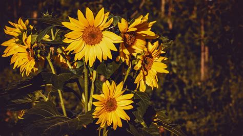 Download Wallpaper 1920x1080 Sunflower Flowers Summer Yellow Full Hd Hdtv Fhd 1080p Hd