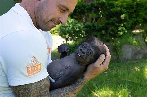 This Baby Gorilla Almost Died Before A Zookeeper Held Him Close Now He