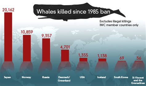 Fact Check How Does Japan Compare With Other Whaling Nations Fact